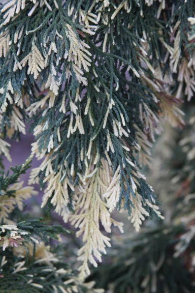 - Chamaecyparis nootkatensis 'Sparkling Arrow' Variegated Weeping Alaskan Cedar - Mr Maple │ Buy Japanese Maple Trees