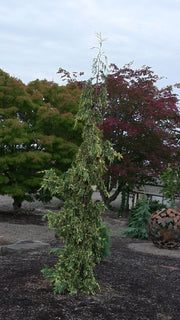 - Chamaecyparis nootkatensis 'Sparkling Arrow' Variegated Weeping Alaskan Cedar - Mr Maple │ Buy Japanese Maple Trees
