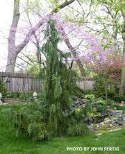 - Chamaecyparis nootkatenss 'Glauca Pendula' Weeping Alaskan Cedar - Mr Maple │ Buy Japanese Maple Trees