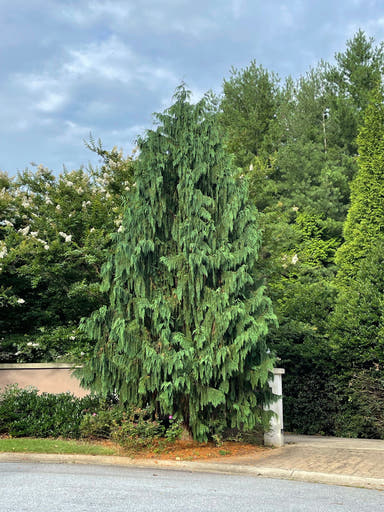 - Chamaecyparis nootkatenss 'Glauca Pendula' Weeping Alaskan Cedar - Mr Maple │ Buy Japanese Maple Trees