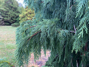 - Chamaecyparis nootkatenss 'Glauca Pendula' Weeping Alaskan Cedar - Mr Maple │ Buy Japanese Maple Trees