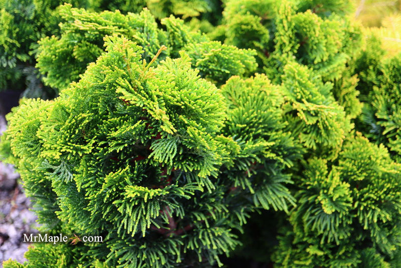 - Chamaecyparis obtusa 'Aurora' Aurora Hinoki Cypress - Mr Maple │ Buy Japanese Maple Trees