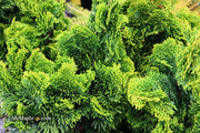 - Chamaecyparis obtusa 'Aurora' Aurora Hinoki Cypress - Mr Maple │ Buy Japanese Maple Trees