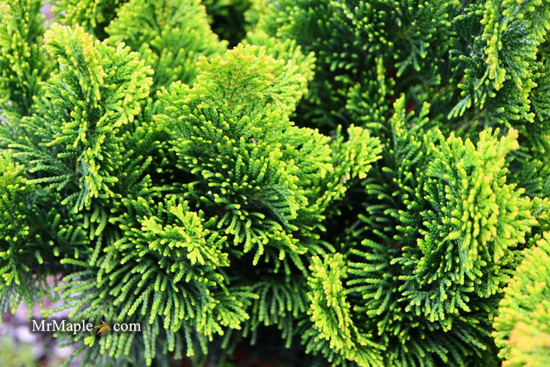- Chamaecyparis obtusa 'Aurora' Aurora Hinoki Cypress - Mr Maple │ Buy Japanese Maple Trees