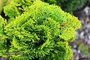 - Chamaecyparis obtusa 'Aurora' Aurora Hinoki Cypress - Mr Maple │ Buy Japanese Maple Trees