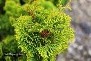 - Chamaecyparis obtusa 'Aurora' Aurora Hinoki Cypress - Mr Maple │ Buy Japanese Maple Trees