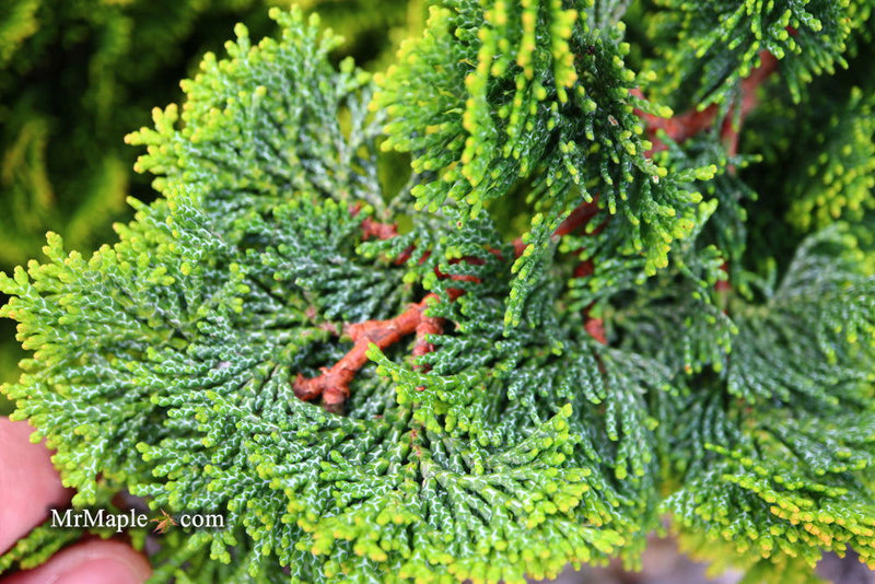 - Chamaecyparis obtusa 'Aurora' Aurora Hinoki Cypress - Mr Maple │ Buy Japanese Maple Trees