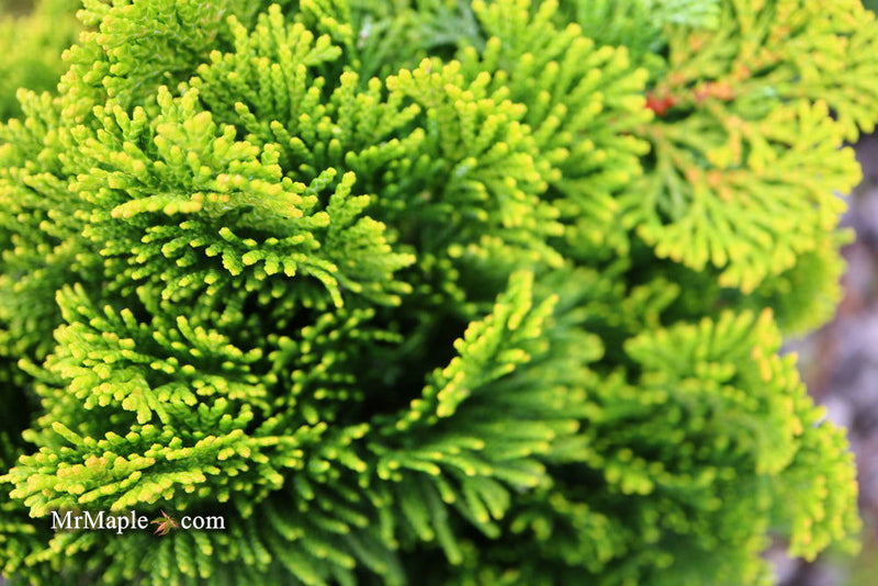 - Chamaecyparis obtusa 'Aurora' Aurora Hinoki Cypress - Mr Maple │ Buy Japanese Maple Trees