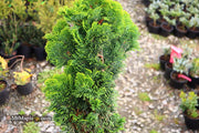 - Chamaecyparis obtusa 'Aurora' Aurora Hinoki Cypress - Mr Maple │ Buy Japanese Maple Trees