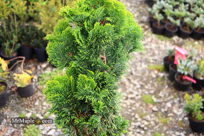 - Chamaecyparis obtusa 'Aurora' Aurora Hinoki Cypress - Mr Maple │ Buy Japanese Maple Trees