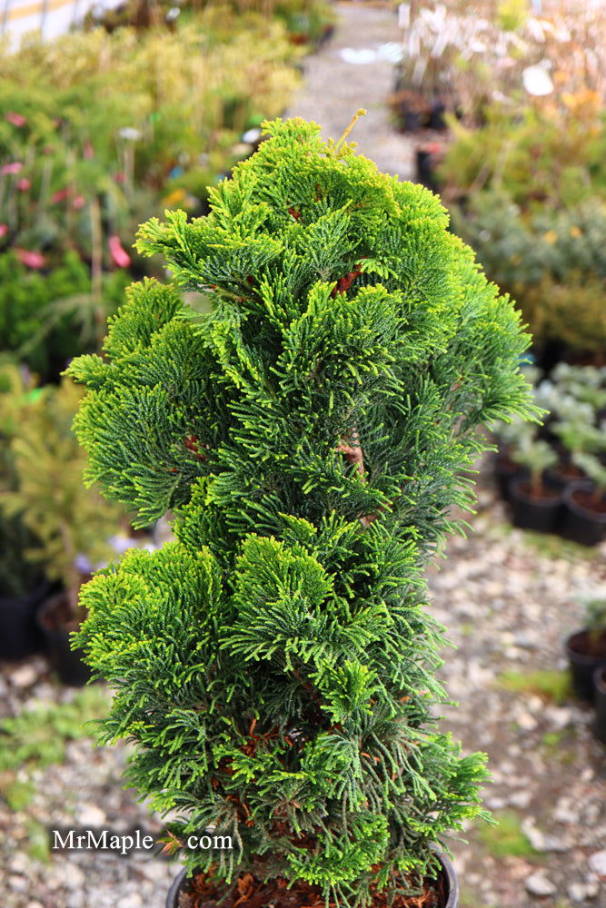 - Chamaecyparis obtusa 'Aurora' Aurora Hinoki Cypress - Mr Maple │ Buy Japanese Maple Trees