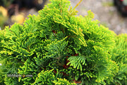 - Chamaecyparis obtusa 'Aurora' Aurora Hinoki Cypress - Mr Maple │ Buy Japanese Maple Trees