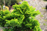 - Chamaecyparis obtusa 'Aurora' Aurora Hinoki Cypress - Mr Maple │ Buy Japanese Maple Trees