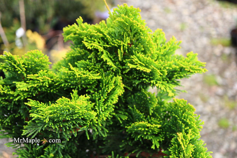 - Chamaecyparis obtusa 'Aurora' Aurora Hinoki Cypress - Mr Maple │ Buy Japanese Maple Trees