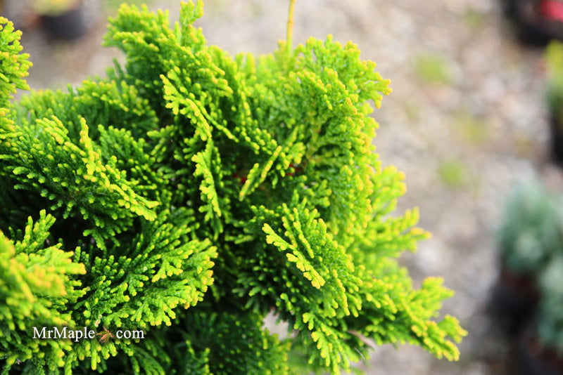 - Chamaecyparis obtusa 'Aurora' Aurora Hinoki Cypress - Mr Maple │ Buy Japanese Maple Trees