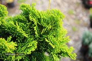 - Chamaecyparis obtusa 'Aurora' Aurora Hinoki Cypress - Mr Maple │ Buy Japanese Maple Trees