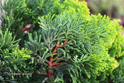 - Chamaecyparis obtusa 'Aurora' Aurora Hinoki Cypress - Mr Maple │ Buy Japanese Maple Trees