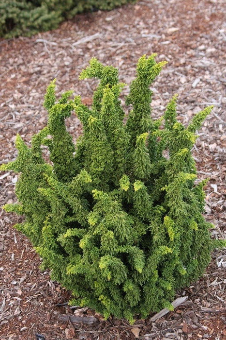 - Chamaecyparis obtusa 'Chirimen' Dwarf Hinoki Cypress - Mr Maple │ Buy Japanese Maple Trees