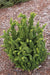 - Chamaecyparis obtusa 'Chirimen' Dwarf Hinoki Cypress - Mr Maple │ Buy Japanese Maple Trees