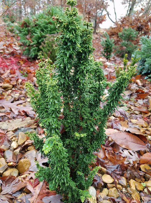 - Chamaecyparis obtusa 'Chirimen' Dwarf Hinoki Cypress - Mr Maple │ Buy Japanese Maple Trees