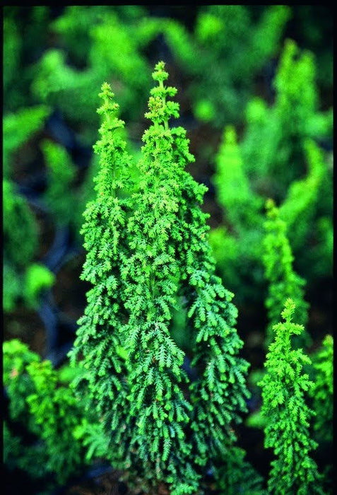 - Chamaecyparis obtusa 'Chirimen' Dwarf Hinoki Cypress - Mr Maple │ Buy Japanese Maple Trees