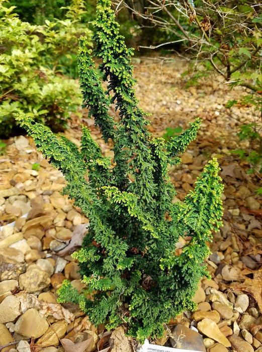 - Chamaecyparis obtusa 'Chirimen' Dwarf Hinoki Cypress - Mr Maple │ Buy Japanese Maple Trees