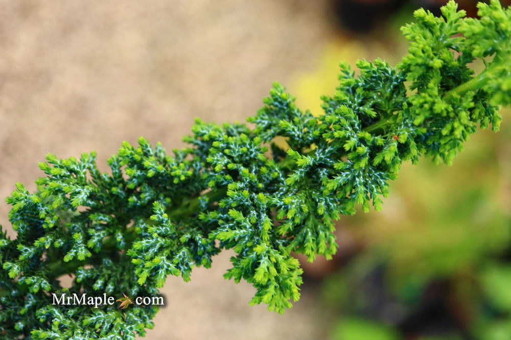 - Chamaecyparis obtusa 'Chirimen' Dwarf Hinoki Cypress - Mr Maple │ Buy Japanese Maple Trees