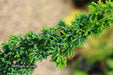 - Chamaecyparis obtusa 'Chirimen' Dwarf Hinoki Cypress - Mr Maple │ Buy Japanese Maple Trees