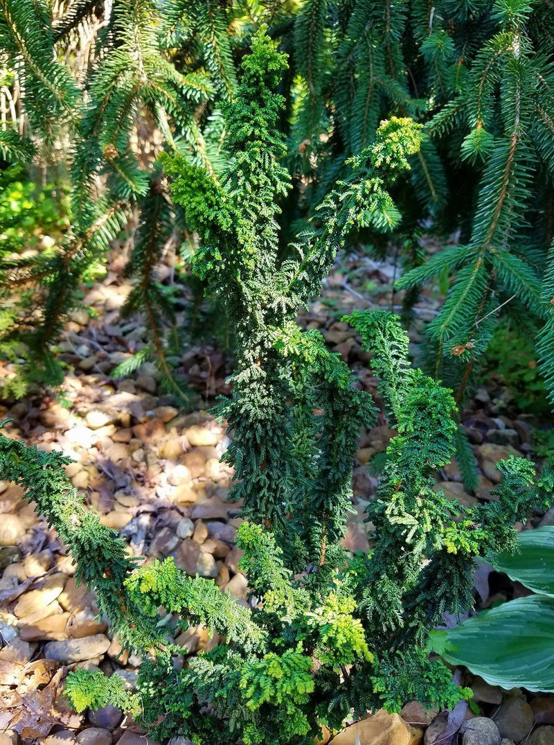 - Chamaecyparis obtusa 'Chirimen' Dwarf Hinoki Cypress - Mr Maple │ Buy Japanese Maple Trees