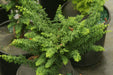 - Chamaecyparis obtusa 'Chirimen' Dwarf Hinoki Cypress - Mr Maple │ Buy Japanese Maple Trees