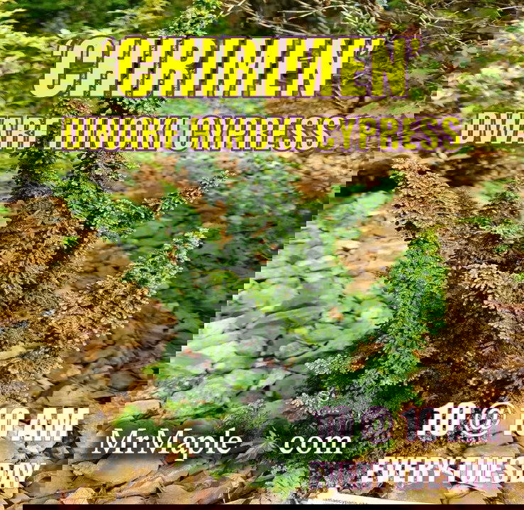 - Chamaecyparis obtusa 'Chirimen' Dwarf Hinoki Cypress - Mr Maple │ Buy Japanese Maple Trees