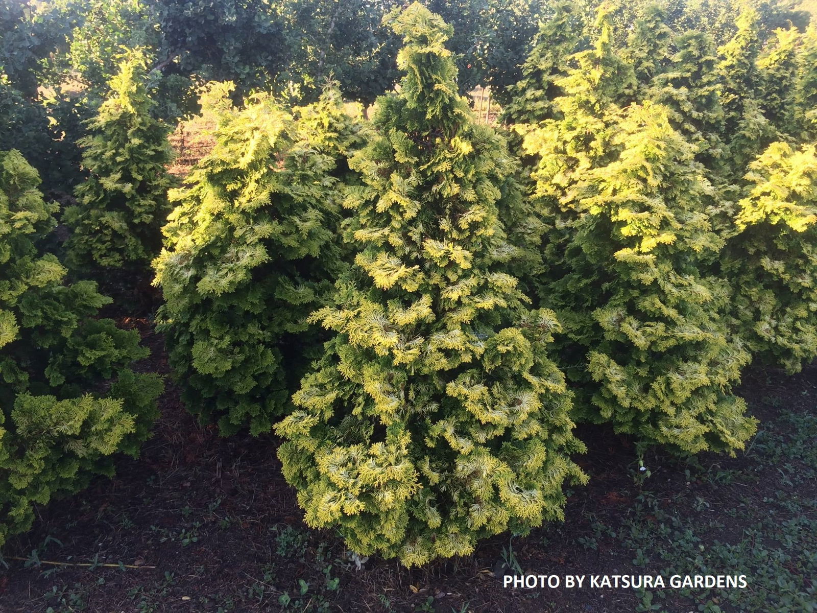 ベニアセビ　樹高H95cm Buy Chamaecyparis obtusa 'Confucius' Dwarf Golden Hinoki Cypress