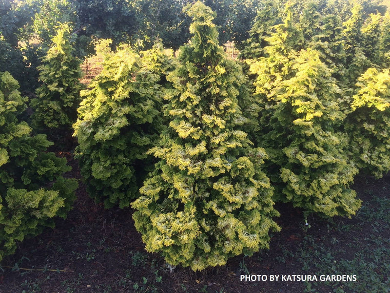 - Chamaecyparis obtusa 'Confucius’ Golden Hinoki Cypress - Mr Maple │ Buy Japanese Maple Trees