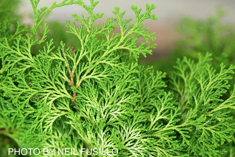Buy Chamaecyparis obtusa 'Confucius' Dwarf Golden Hinoki Cypress