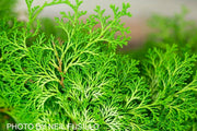 - Chamaecyparis obtusa 'Confucius’ Golden Hinoki Cypress - Mr Maple │ Buy Japanese Maple Trees