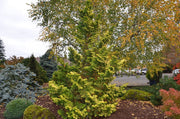 - Chamaecyparis obtusa 'Confucius’ Golden Hinoki Cypress - Mr Maple │ Buy Japanese Maple Trees