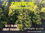 - Chamaecyparis obtusa 'Confucius’ Golden Hinoki Cypress - Mr Maple │ Buy Japanese Maple Trees