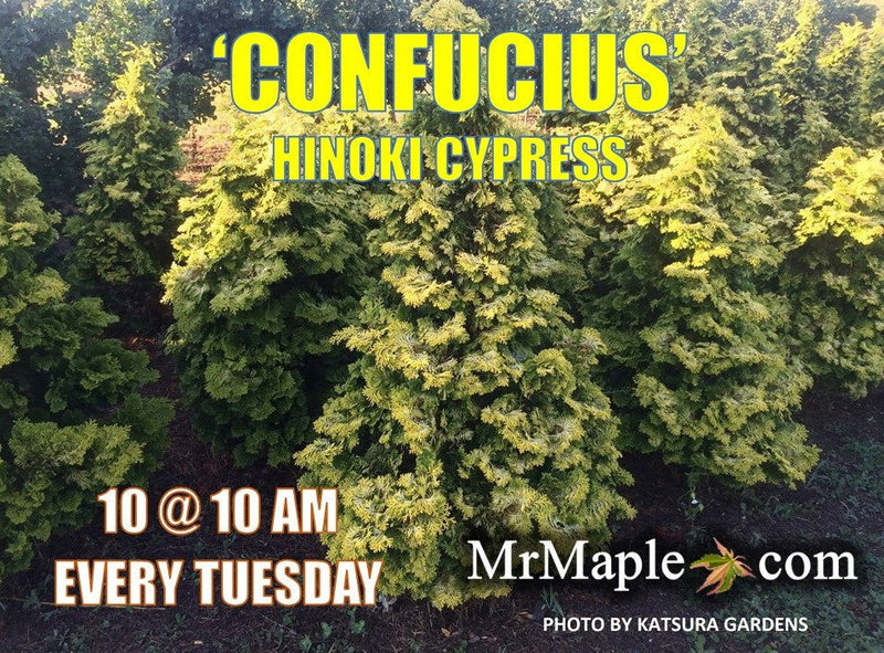 - Chamaecyparis obtusa 'Confucius’ Golden Hinoki Cypress - Mr Maple │ Buy Japanese Maple Trees