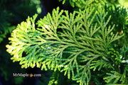 - Chamaecyparis obtusa 'Confucius’ Golden Hinoki Cypress - Mr Maple │ Buy Japanese Maple Trees