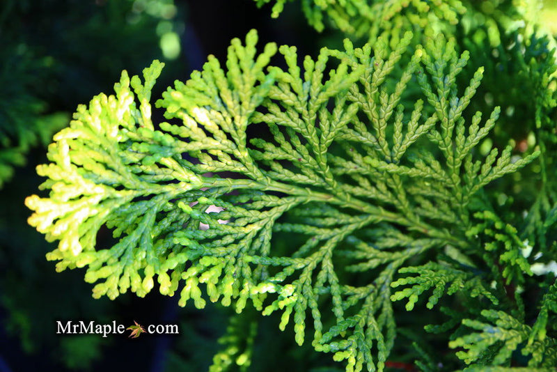 - Chamaecyparis obtusa 'Confucius’ Golden Hinoki Cypress - Mr Maple │ Buy Japanese Maple Trees