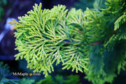 - Chamaecyparis obtusa 'Confucius’ Golden Hinoki Cypress - Mr Maple │ Buy Japanese Maple Trees