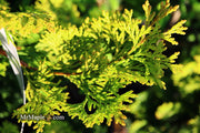 - Chamaecyparis obtusa 'Confucius’ Golden Hinoki Cypress - Mr Maple │ Buy Japanese Maple Trees