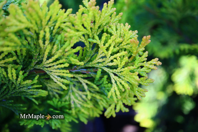 - Chamaecyparis obtusa 'Confucius’ Golden Hinoki Cypress - Mr Maple │ Buy Japanese Maple Trees