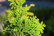 - Chamaecyparis obtusa 'Confucius’ Golden Hinoki Cypress - Mr Maple │ Buy Japanese Maple Trees