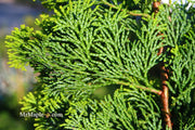 - Chamaecyparis obtusa 'Confucius’ Golden Hinoki Cypress - Mr Maple │ Buy Japanese Maple Trees
