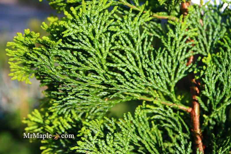 - Chamaecyparis obtusa 'Confucius’ Golden Hinoki Cypress - Mr Maple │ Buy Japanese Maple Trees