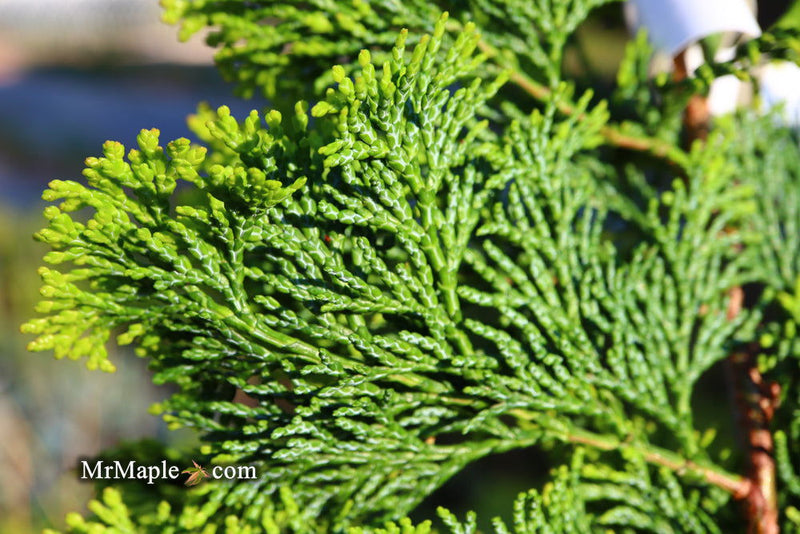 - Chamaecyparis obtusa 'Confucius’ Golden Hinoki Cypress - Mr Maple │ Buy Japanese Maple Trees