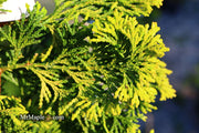 - Chamaecyparis obtusa 'Confucius’ Golden Hinoki Cypress - Mr Maple │ Buy Japanese Maple Trees