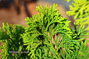 - Chamaecyparis obtusa 'Confucius’ Golden Hinoki Cypress - Mr Maple │ Buy Japanese Maple Trees