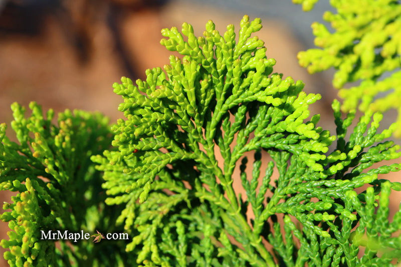 - Chamaecyparis obtusa 'Confucius’ Golden Hinoki Cypress - Mr Maple │ Buy Japanese Maple Trees